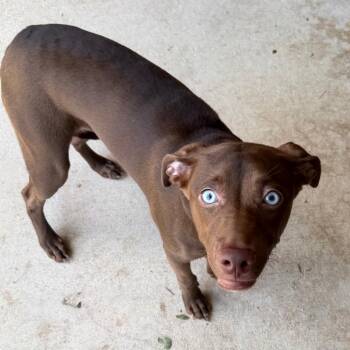 Margaret -  Labrador Retriever and Pit Bull Terrier Dog for Adoption in Birmingham, Alabama - Margaret | PetCurious