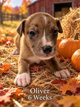 Oliver -  Terrier Dog for Adoption in Walker, Louisiana - Oliver | PetCurious