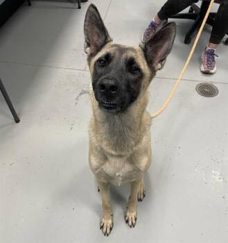CHLOE -  Belgian Shepherd Malinois Dog for Adoption in Palmetto, Florida - CHLOE | PetCurious