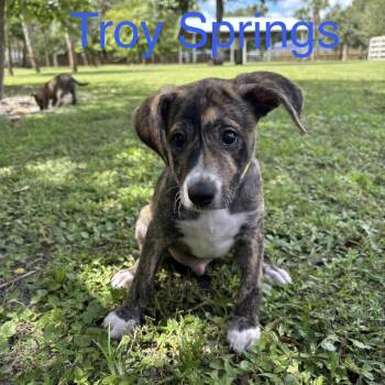 TROY Springs -  Chihuahua and Mixed Breed Dog for Adoption in West Palm Beach, Florida - TROY Springs | PetCurious