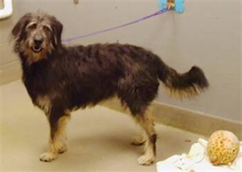 Rescue German Shepherd Dog and Poodle Dogs for Adoption in Las Vegas, Nevada - KRATOS | PetCurious