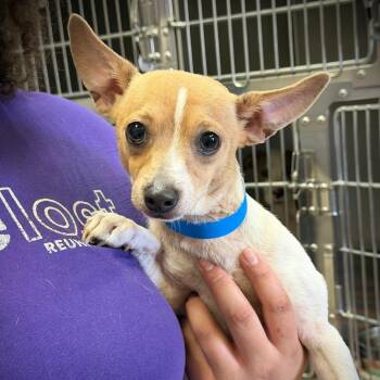 Jones -  Chihuahua Dog for Adoption in Ardmore, Oklahoma - Jones | PetCurious