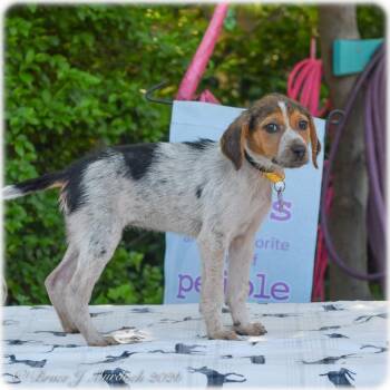 Hound Dogs Available for Adoption in Wake Forest, North Carolina - Dahlia | PetCurious