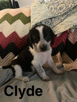 Clyde -  Beagle and Spaniel Dog for Adoption in Stafford, Virginia - Clyde | PetCurious