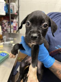 A272979 -  Boxer and Mixed Breed Dog for Adoption in Chula Vista, California - A272979 | PetCurious