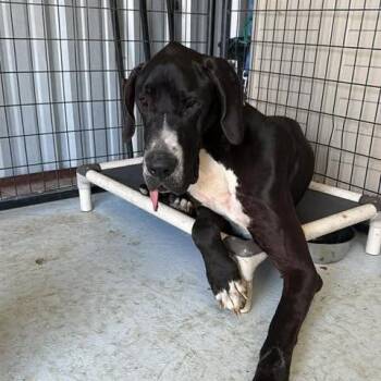 Hank 26-06-068 -  Great Dane Dog for Adoption in Bastrop, Texas - Hank 26-06-068 | PetCurious
