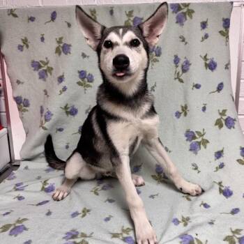 Carl -  Husky Dog for Adoption in Waterloo, Iowa - Carl | PetCurious