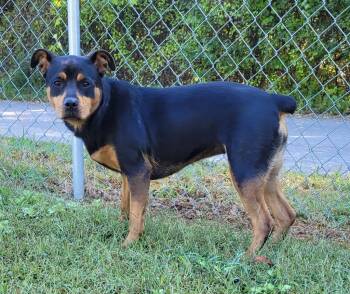 Rescue Mixed Breed Dogs for Adoption in Lawrenceburg, Tennessee - Harley Quinn | PetCurious