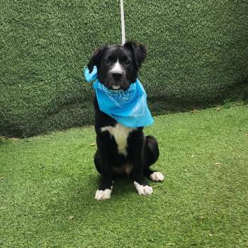 Pepsi -  Collie Dog for Adoption in Oak Point, Texas - Pepsi | PetCurious