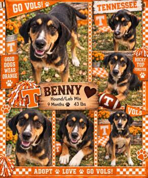 Benny -  Hound and Labrador Retriever Dog for Adoption in Jackson, Tennessee - Benny | PetCurious