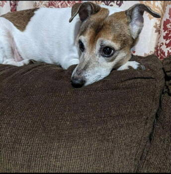 Rescue Jack Russell Terrier Dogs for Adoption in Yardley, Pennsylvania - Buddy | PetCurious
