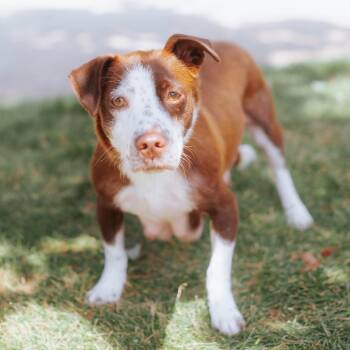 Pipp -  Terrier and Basset Hound Dog for Adoption in Northbrook, Illinois - Pipp | PetCurious