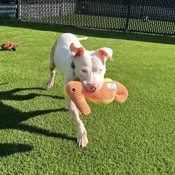 Miriam -  Mixed Breed Dog for Adoption in Pittsburgh, Pennsylvania - Miriam | PetCurious