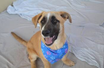Black Mouth Cur Dogs Available for Adoption - Blarney | PetCurious