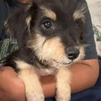 Hayden -  Schnauzer Dog for Adoption in Gainesville, Virginia - Hayden | PetCurious