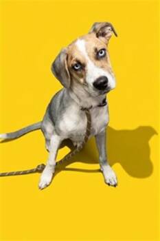 PEANUT -  Mixed Breed Dog for Adoption in Jacksonville, Florida - PEANUT | PetCurious