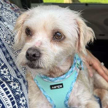Shih Poo Dogs Available for Adoption in Plano, Texas - Kendra Turner | PetCurious