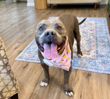 Bessie Moo Queen of Cozy -  American Staffordshire Terrier and American Bulldog Dog for Adoption in Friendswood, Texas - Bessie Moo Queen Of Cozy | PetCurious