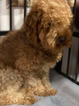 Rescue Poodle Dogs for Adoption in Lewistown, Pennsylvania - Maple | PetCurious