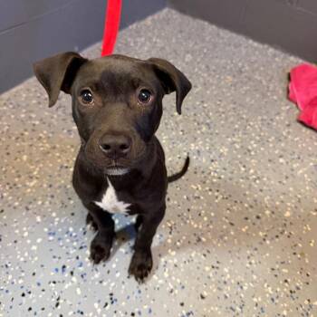 Terrier and Mixed Breed Dogs Available for Adoption in Tuscaloosa, Alabama - TUSC-Stray-84245 | PetCurious