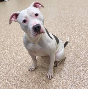 Wiggles -  Pit Bull Terrier Dog for Adoption - Wiggles | PetCurious