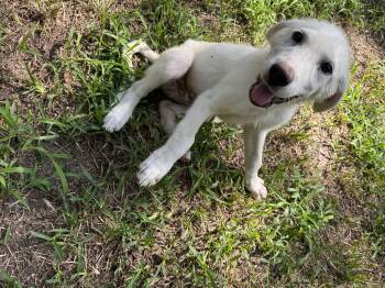 Rescue Great Pyrenees Dogs for Adoption in Pottsboro, Texas - Frank And Nella <3 | PetCurious