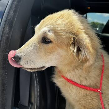 Great Pyrenees Dogs Available for Adoption in Bowdoin, Maine - Oakly | PetCurious