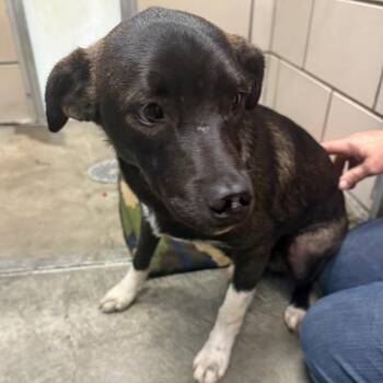 Hank -  Miniature Pinscher and Mixed Breed Dog for Adoption in Waynesburg, Pennsylvania - Hank | PetCurious