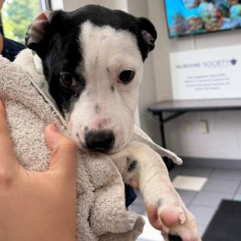 Imogen -  Mixed Breed Dog for Adoption in Walker, Michigan - Imogen | PetCurious