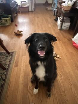 Border Collie Dogs Available for Adoption - Koda | PetCurious