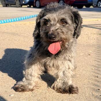 Bubbles -  Maltese Dog for Adoption in Indianapolis, Indiana - Bubbles | PetCurious