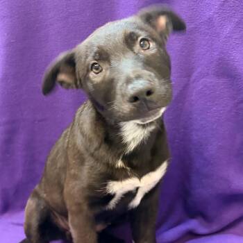 Emerald -  Mixed Breed Dog for Adoption in Waterloo, Iowa - Emerald | PetCurious