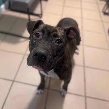 Hound and Mixed Breed Dogs Available for Adoption in Starkville, Mississippi - China | PetCurious