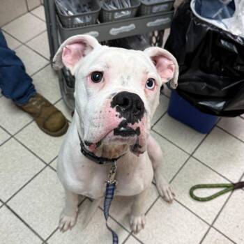 Hank -  Mixed Breed Dog for Adoption in Charleston, West Virginia - Hank | PetCurious