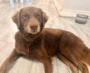 Flat Coated Retriever and Nova Scotia Duck Tolling Retriever Dogs Available for Adoption in Shepherd, Texas - Jazzy Jolene  | PetCurious