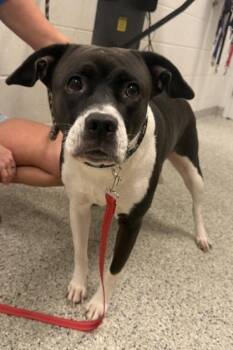 Dulce -  Mixed Breed Dog for Adoption in Kansas City, Missouri - Dulce | PetCurious