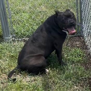 Clyde -  English Bulldog and Mixed Breed Dog for Adoption in Pittsburg, Kansas - Clyde | PetCurious