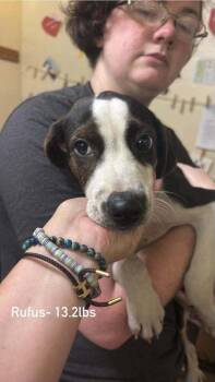 Floyd Rs : Rufus -  Beagle Dog for Adoption in Aurora, Indiana - Floyd Rs : Rufus | PetCurious
