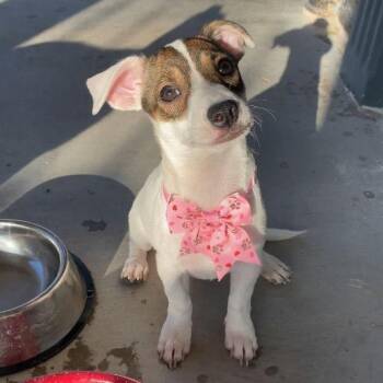Lulu -  Mixed Breed Dog for Adoption in Bend, Oregon - Lulu | PetCurious