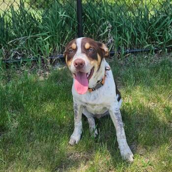 Australian Shepherd and Mixed Breed Dogs Available for Adoption in Monticello, Iowa - Ronald | PetCurious