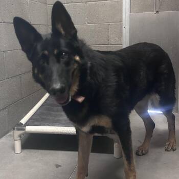 Nelly -  German Shepherd Dog Dog for Adoption in Yuma, Arizona - Nelly | PetCurious