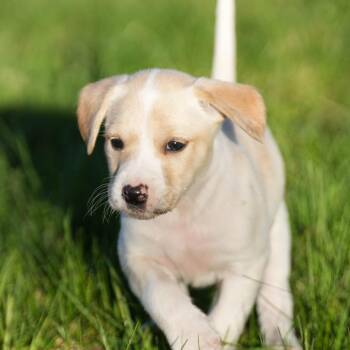 Hound Dogs Available for Adoption in Minneapolis, Minnesota - Starbuck | PetCurious