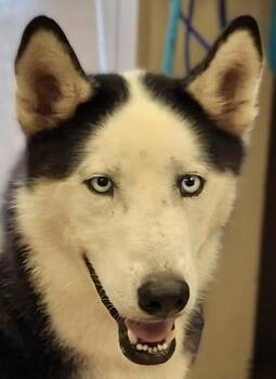 Togo -  Husky Dog for Adoption in Brenham, Texas - Togo | PetCurious