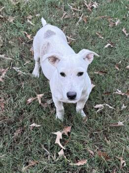 Hank -  Jack Russell Terrier and Dachshund Dog for Adoption in Alexandria, Louisiana - Hank | PetCurious