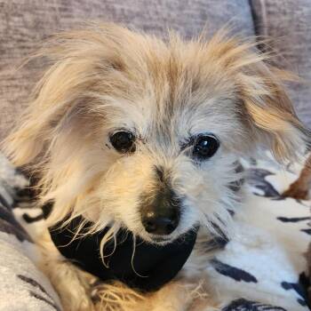 Yorkshire Terrier Dogs Available for Adoption - Buffy | PetCurious