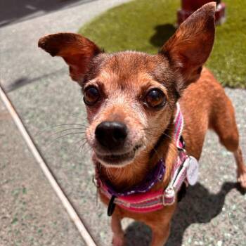 Joybird 14403 -  Chihuahua Dog for Adoption in San Francisco, California - Joybird 14403 | PetCurious