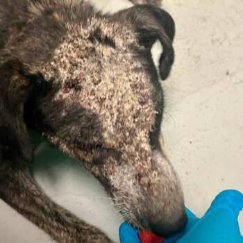 Demi -  Black Labrador Retriever and Mixed Breed Dog for Adoption in Spring Hill, Kansas - Demi | PetCurious