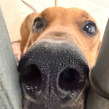 Redbone Coonhound Dogs Available for Adoption in Harrisonburg, Virginia - Elsa | PetCurious
