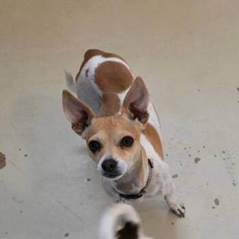 Chihuahua Dogs Available for Adoption - Mia | PetCurious