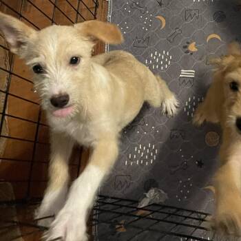 Kitty Kat -  Poodle and Terrier Dog for Adoption in Chandler, Arizona - Kitty Kat | PetCurious